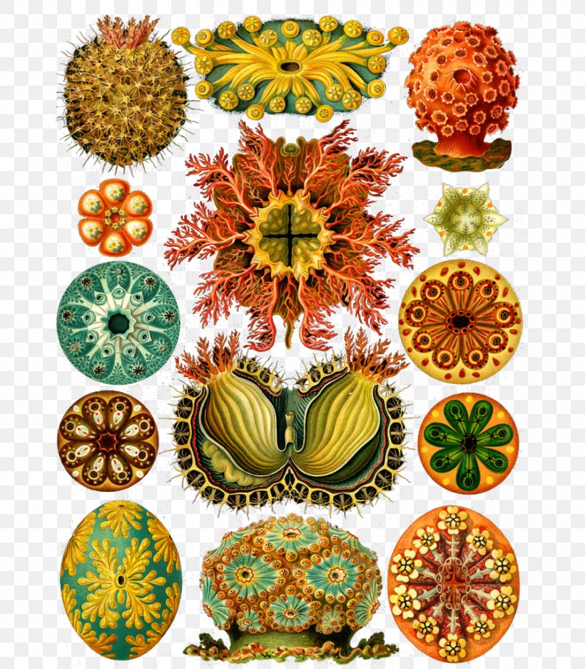 Art Forms In Nature Haeckel's Art Forms From The Ocean CD-ROM And Book Recapitulation Theory, PNG, 896x1024px, Art Forms In Nature, Art, Artist, Ascidians, Biologist Download Free