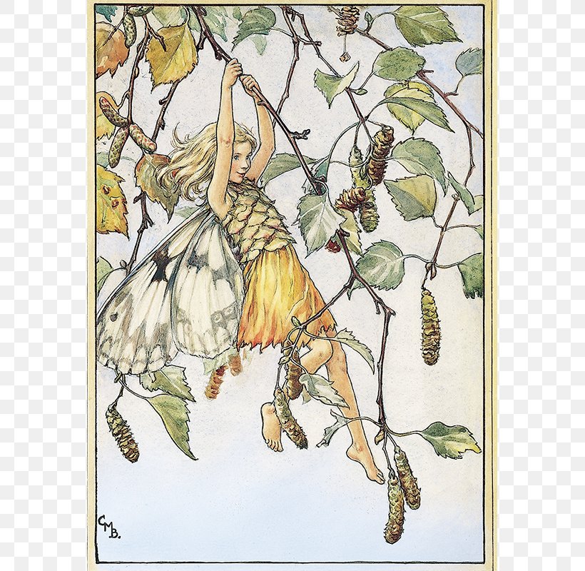 The Book Of The Flower Fairies Flower Fairies Of The Summer Fairy Silver Birch, PNG, 800x800px, Book Of The Flower Fairies, Art, Artist, Birch, Branch Download Free