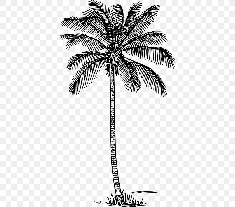 Clip Art Coconut Vector Graphics Palm Trees Drawing, PNG, 406x720px, Coconut, Arecales, Attalea Speciosa, Blackandwhite, Borassus Flabellifer Download Free