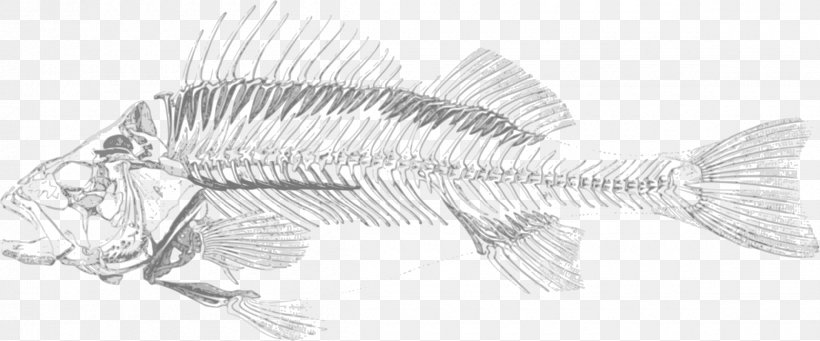 Fish Bone Skeleton Bony Fishes Clip Art, PNG, 2400x1000px, Fish, Artwork, Black And White, Bony Fishes, Dead Fish Download Free