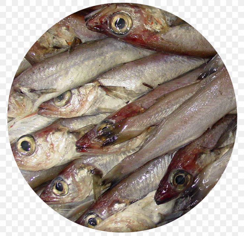Kipper Blue Whiting Fish Products Oily Fish, PNG, 900x871px, Kipper, Anchovy, Anchovy Food, Animal Source Foods, Blue Whiting Download Free