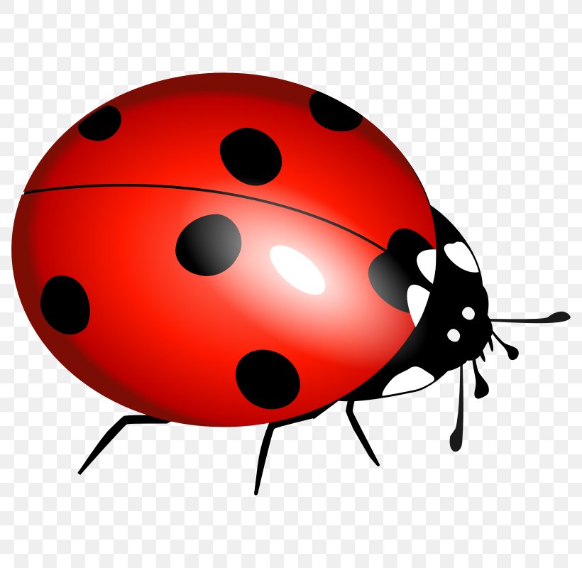 Ladybird Beetle Clip Art, PNG, 800x800px, Ladybird Beetle, Beetle, Insect, Invertebrate, Ladybird Download Free