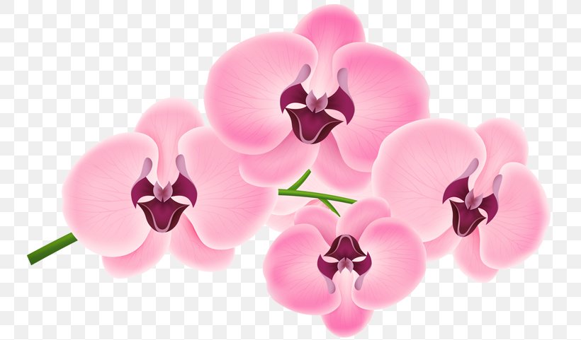 Moth Orchids Pink M Teller, PNG, 750x481px, Moth Orchids, Flower, Flowering Plant, Lilac, Magenta Download Free