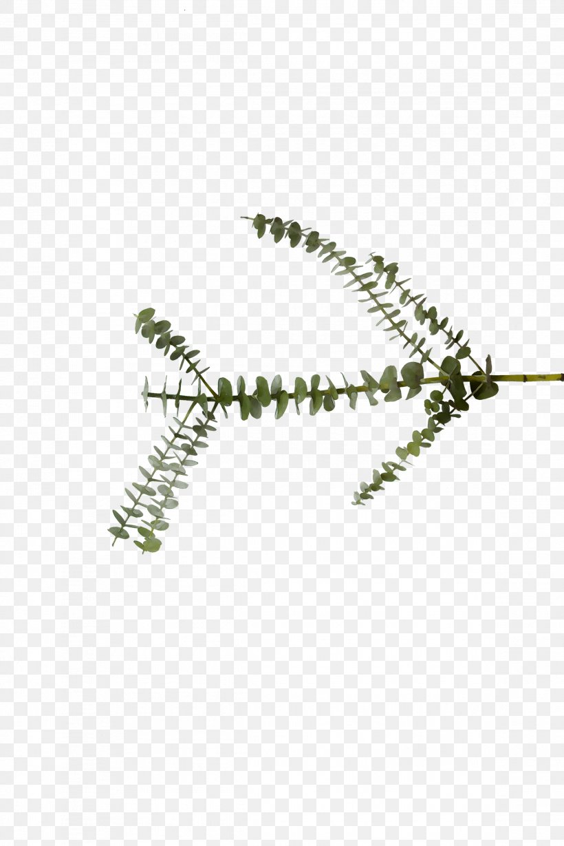 Product Line, PNG, 2323x3484px, Plant, Fern, Twig, Vascular Plant Download Free