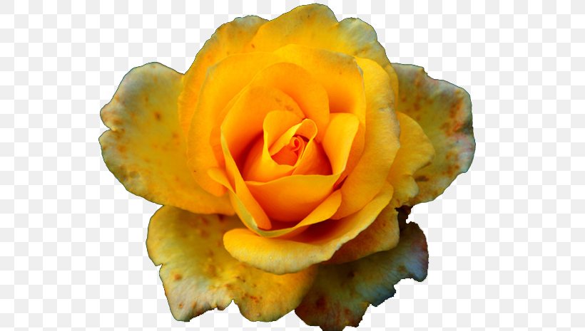 Rosa Chinensis Garden Roses Yellow Pink, PNG, 700x465px, Rosa Chinensis, Color, Cut Flowers, Flower, Garden Roses Download Free