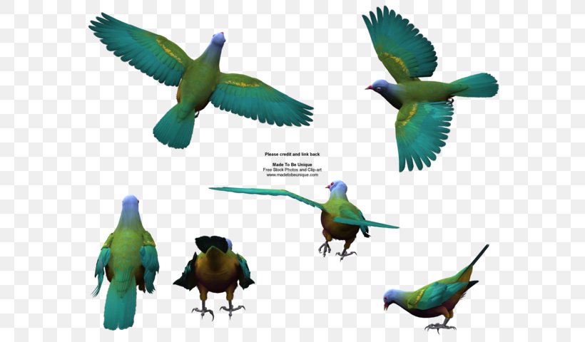 Bird Wompoo Fruit Dove, PNG, 600x480px, Bird, Beak, Color, Columbidae, Common Pet Parakeet Download Free