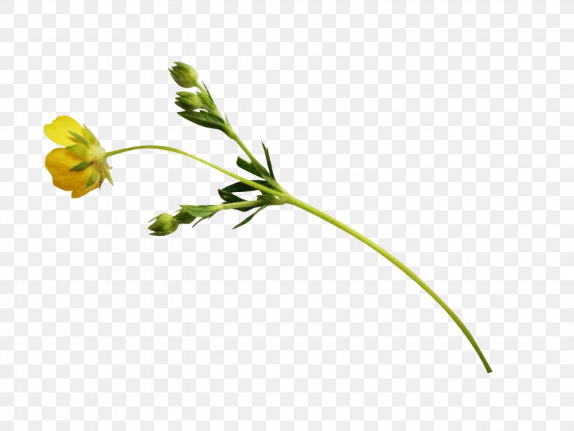 Drawing Painting, PNG, 3000x2250px, Drawing, Animation, Branch, Flora, Flower Download Free