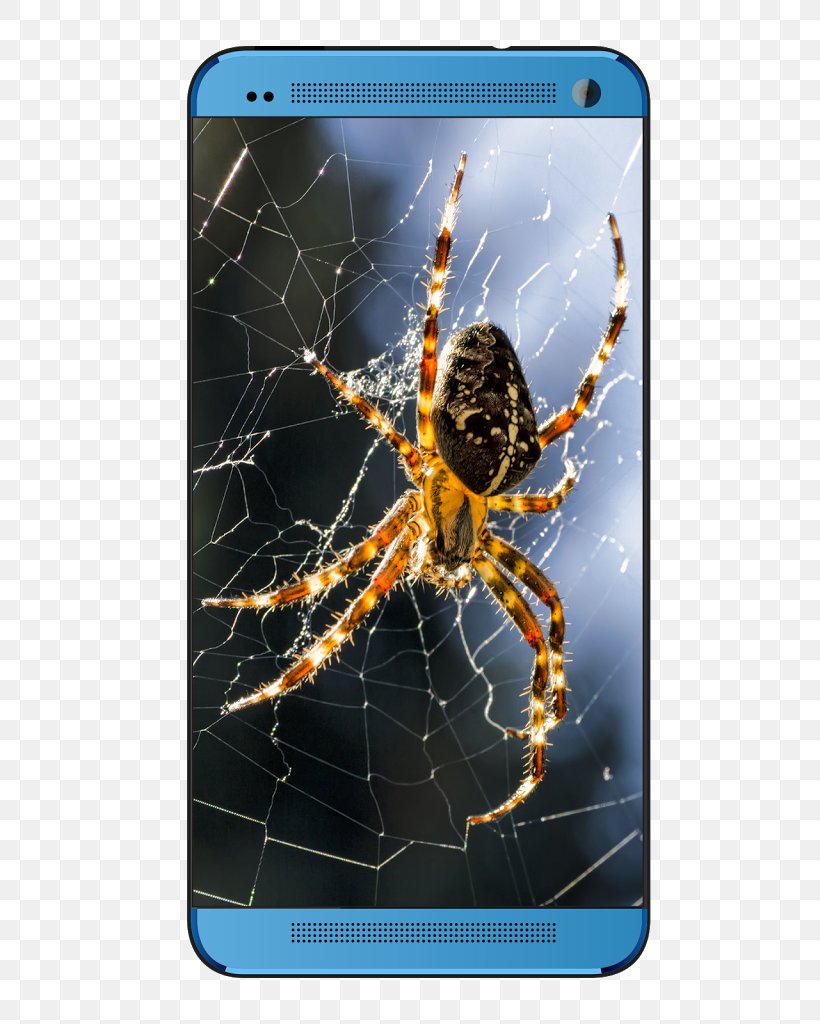 European Garden Spider Barn Spider Spider Web Close-up, PNG, 546x1024px, European Garden Spider, Angulate Orbweavers, Arachnid, Araneus, Araneus Cavaticus Download Free