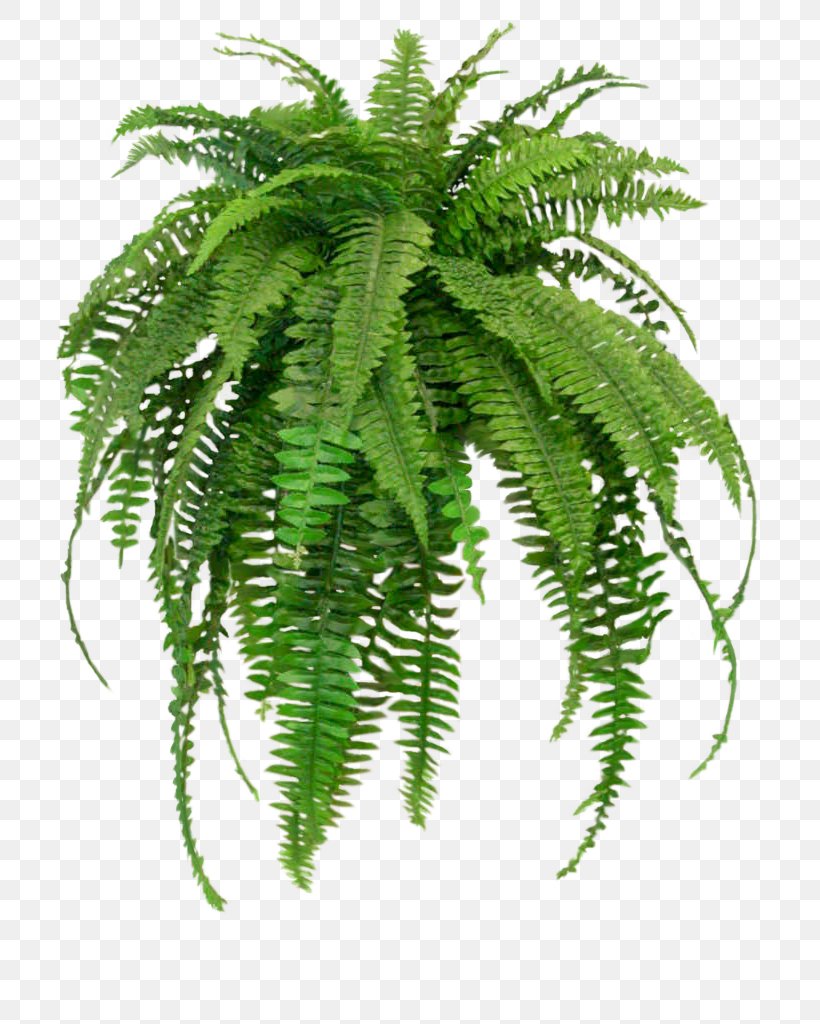 Nephrolepis Exaltata Houseplant Fern NASA Clean Air Study, PNG, 768x1024px, Nephrolepis Exaltata, Air Fern, Common Ivy, Fern, Ferns And Horsetails Download Free