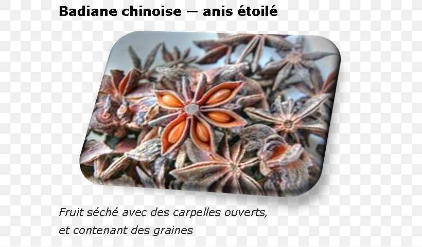 Spice Star Anise Auglis Plant, PNG, 604x481px, Spice, Anise, Auglis, Carpel, Chinese Cuisine Download Free