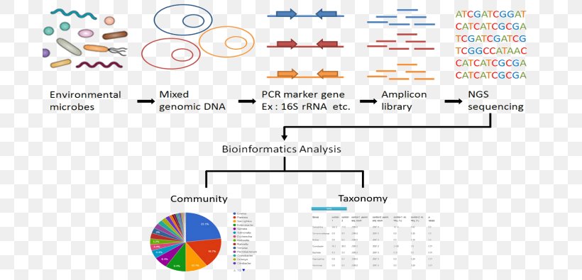 16S Ribosomal RNA Metagenomics Sequencing, PNG, 700x395px, Metagenomics, Amplicon, Archaeans, Area, Bacteria Download Free