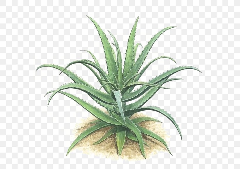 Aloe Vera Plant Green Gel, PNG, 600x576px, Aloe Vera, Agave, Aloe, Cosmetics, Flowering Plant Download Free