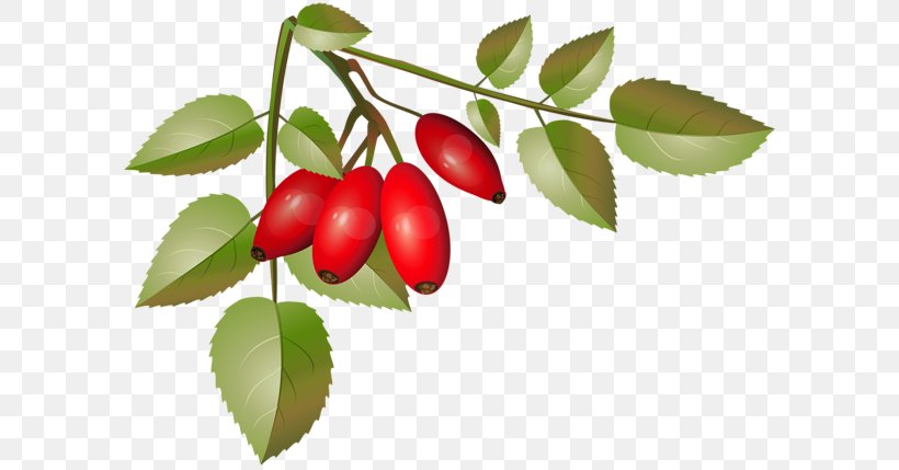 Clip Art Image Openclipart Lingonberry, PNG, 600x429px, Lingonberry, Arctostaphylos, Arctostaphylos Uvaursi, Barberry Family, Berry Download Free