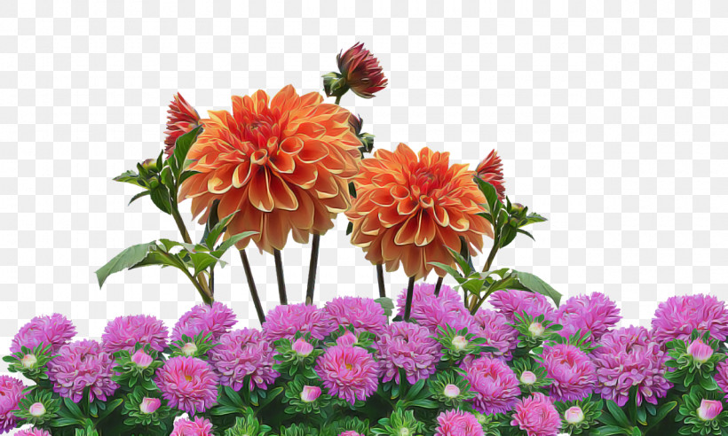 Floral Design, PNG, 1280x768px, Floral Design, Annual Plant, Biology, Cut Flowers, Dahlia Download Free