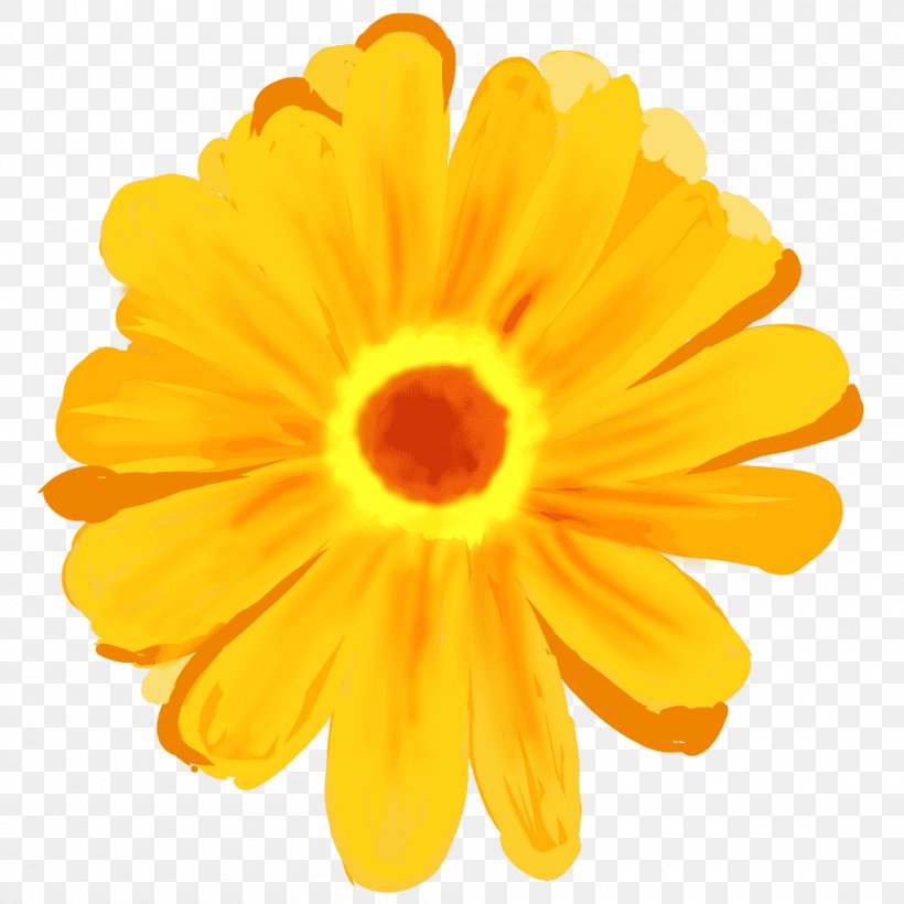 Transvaal Daisy Njardvik Illustration Image Noaidea, PNG, 1000x1000px, Transvaal Daisy, Barberton Daisy, Calendula, Cut Flowers, Daisy Family Download Free