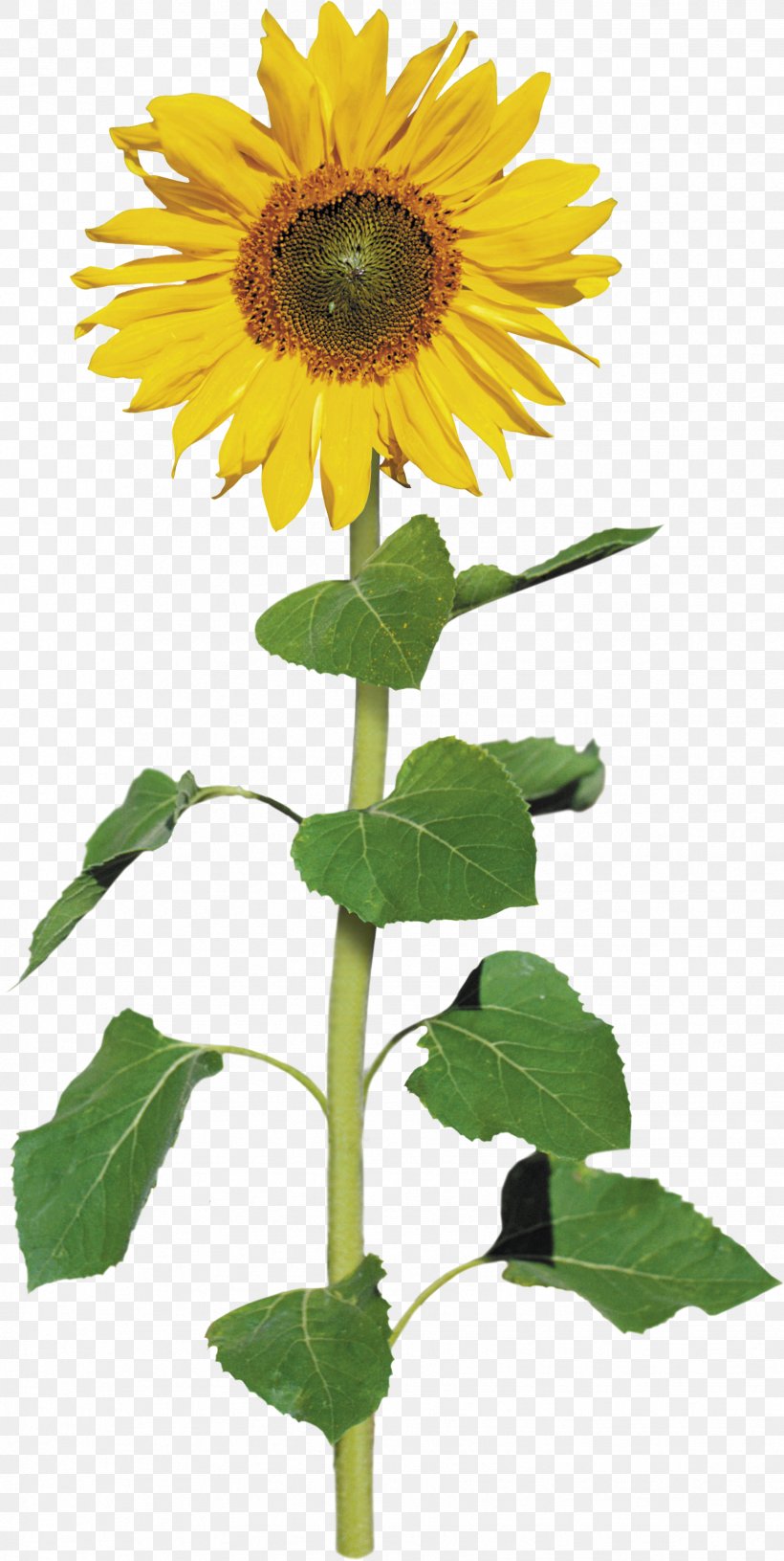 Common Sunflower Archive File Clip Art, PNG, 1752x3486px, Common Sunflower, Annual Plant, Archive File, Asterales, Daisy Family Download Free