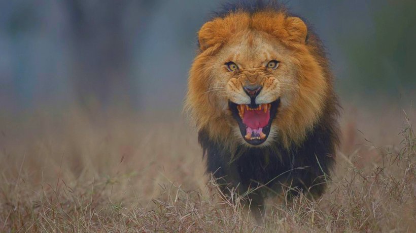 Pakistan Lion Photographer Tiger, PNG, 1600x900px, Pakistan, Atif Aslam, Big Cats, Cat Like Mammal, Lion Download Free