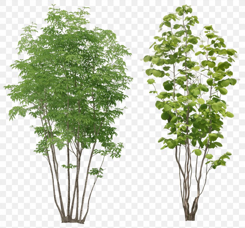 Tree, PNG, 2946x2746px, Populus Alba, Arecaceae, Branch, Cottonwood, Flowerpot Download Free