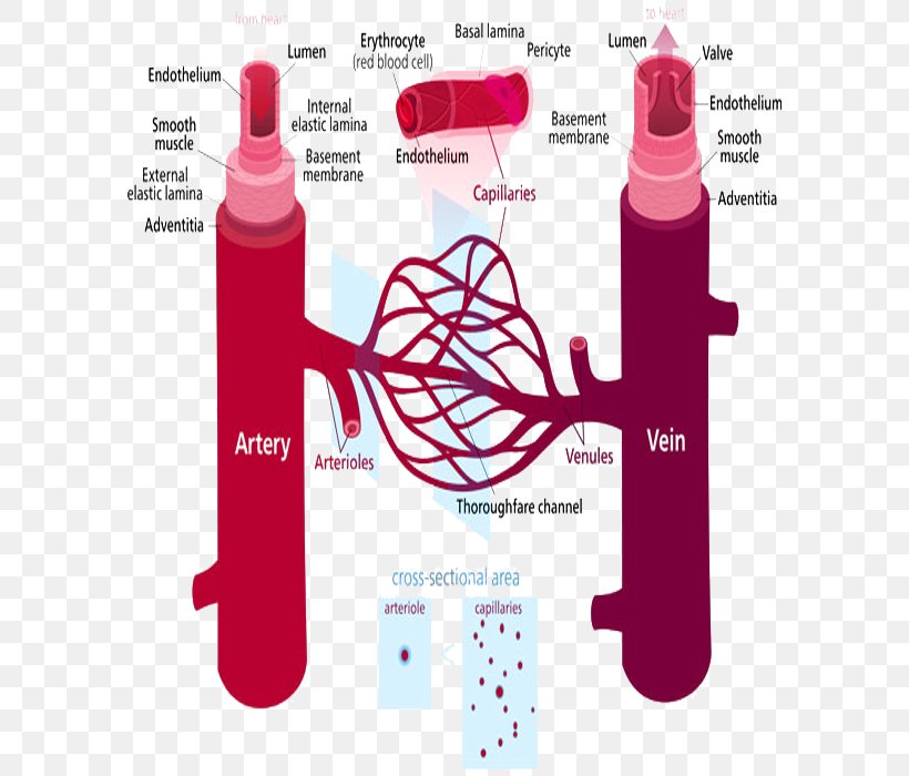 Blood Vessel Human Body Capillary Vein Circulatory System, PNG, 600x700px, Watercolor, Cartoon, Flower, Frame, Heart Download Free