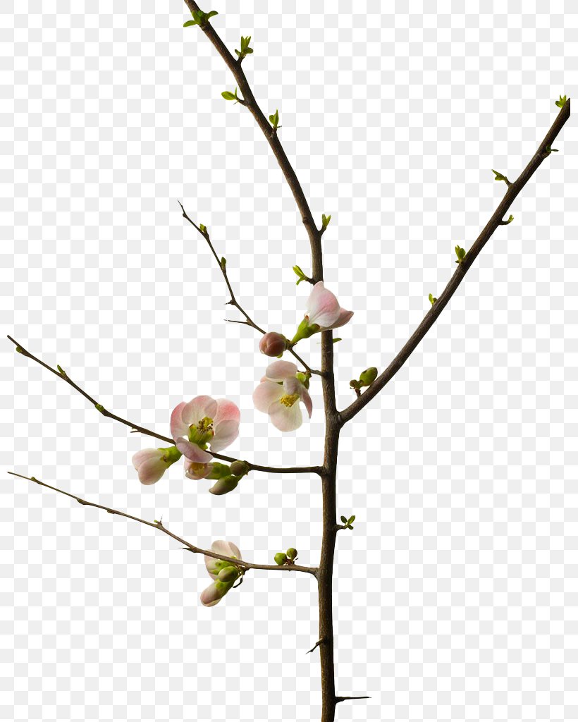 Cherry Blossom Branch Photography Flower, PNG, 799x1024px, Cherry Blossom, Black Cherry, Blossom, Branch, Bud Download Free