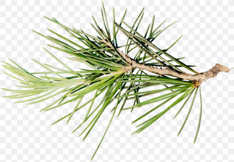 Columbian Spruce Loblolly Pine Jack Pine Sugar Pine Shortstraw Pine, PNG, 1449x1002px, Watercolor, Columbian Spruce, Jack Pine, Loblolly Pine, Lodgepole Pine Download Free