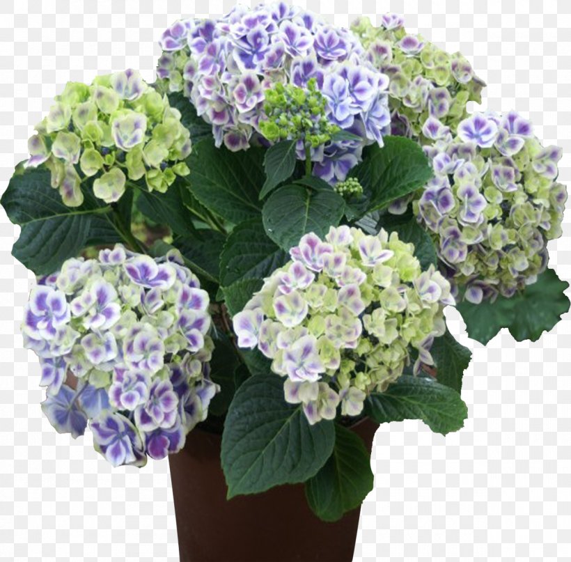 French Hydrangea Panicled Hydrangea Flower Propagule Hornbach, PNG, 1200x1181px, French Hydrangea, Annual Plant, Blossom, Cornales, Cut Flowers Download Free