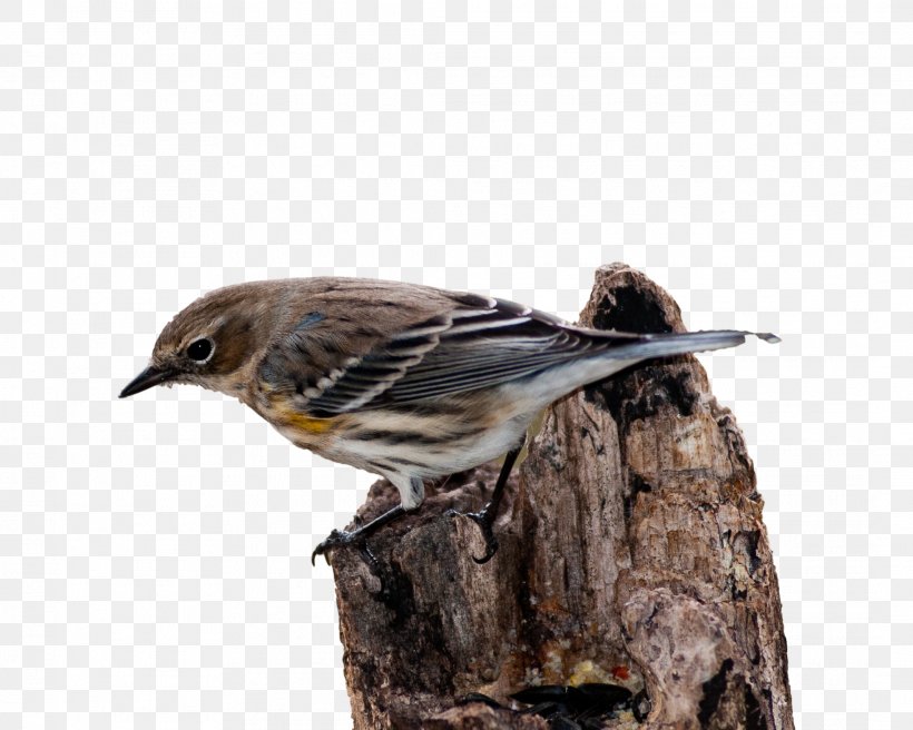House Sparrow Bird Vertebrate New World Warbler, PNG, 2133x1707px, House Sparrow, American Sparrows, Beak, Bird, Emberizidae Download Free