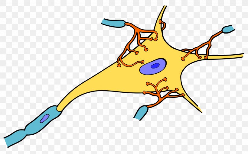 Neuron Cell Synapse Nervous System Nerve, PNG, 2400x1494px, Watercolor, Cartoon, Flower, Frame, Heart Download Free