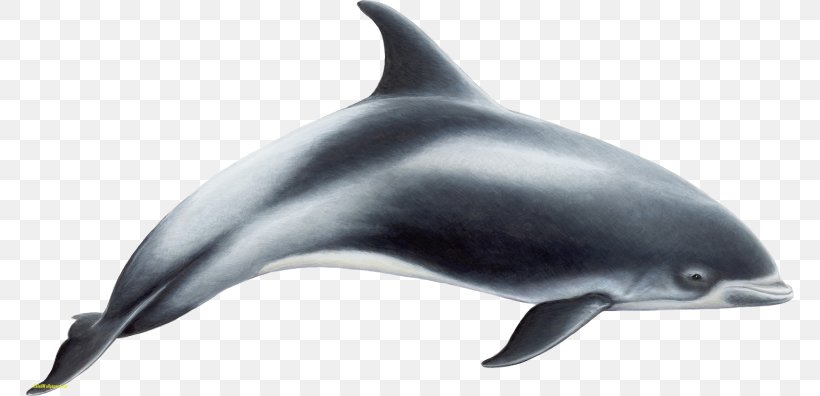 White-beaked Dolphin Short-beaked Common Dolphin Toothed Whale Porpoise, PNG, 768x396px, Whitebeaked Dolphin, Cetacea, Chinese White Dolphin, Common Bottlenose Dolphin, Common Dolphins Download Free