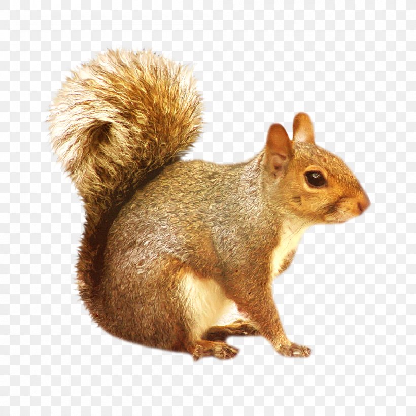 Eastern Gray Squirrel Rodent Clip Art, PNG, 1000x1000px, Squirrel, American Red Squirrel, Animal, Chipmunk, Douglas Squirrel Download Free