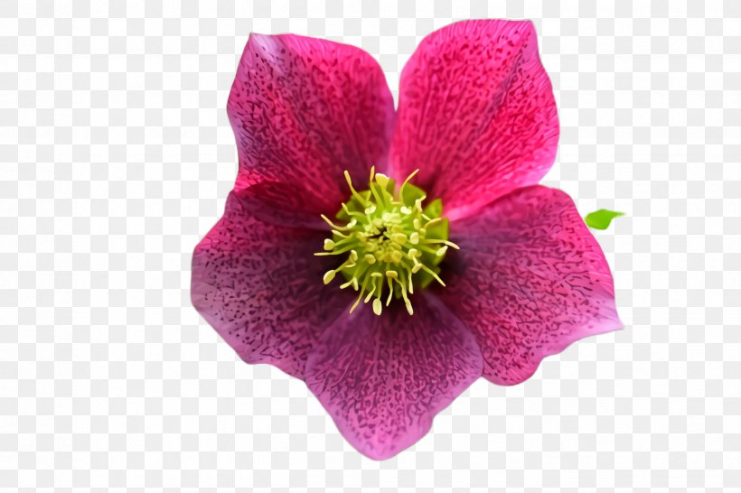 Flower Flowering Plant Petal Pink Plant, PNG, 2448x1632px, Flower, Anemone, Clematis, Flowering Plant, Hellebore Download Free