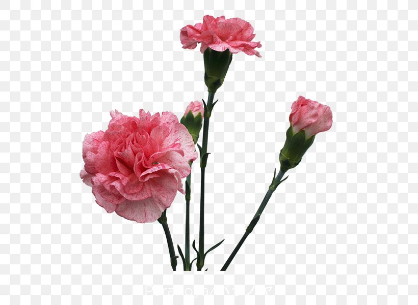 Garden Roses Carnation Cut Flowers Cabbage Rose, PNG, 600x600px, Garden Roses, Annual Plant, Artificial Flower, Cabbage Rose, Camellia Download Free