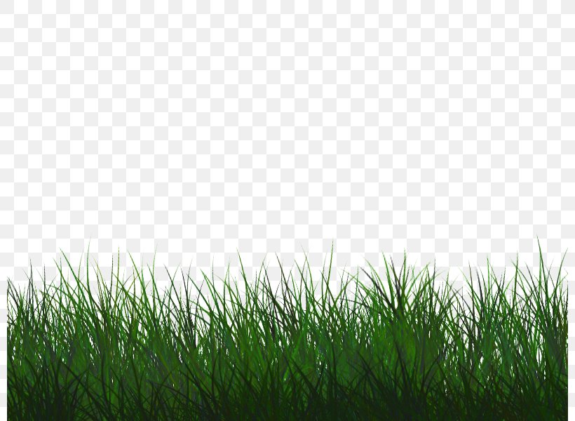 Green Grass Background, PNG, 800x600px, Lawn, Artificial Turf, Chrysopogon Zizanioides, Computer, Flooring Download Free