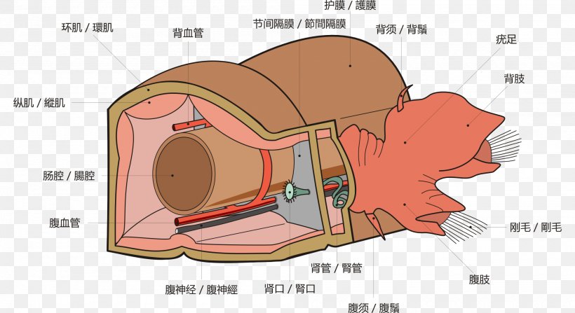 Polychaete Anatomy Spirobranchus Giganteus Bearded Fireworm Earthworm, PNG, 2000x1091px, Watercolor, Cartoon, Flower, Frame, Heart Download Free