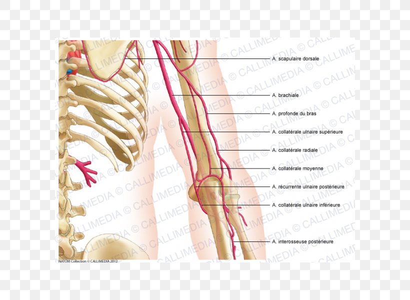 Thumb Nerve Shoulder Arm Nervous System, PNG, 600x600px, Watercolor, Cartoon, Flower, Frame, Heart Download Free