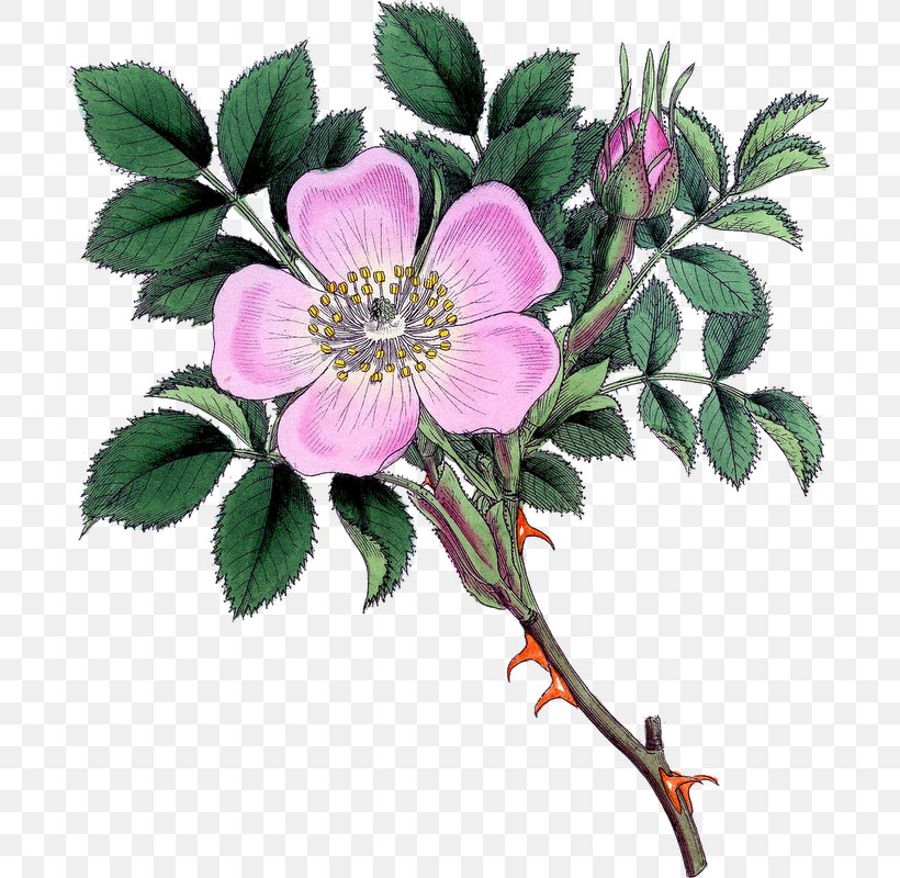 Dog-rose Pink Flowers Rosaceae Clip Art, PNG, 693x800px, Dogrose, Branch, Candle, Flower, Flowering Plant Download Free