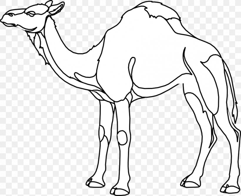 Dromedary Drawing Clip Art Image Coloring Book, PNG, 887x720px, Dromedary, Animal, Arabian Camel, Arm, Black And White Download Free