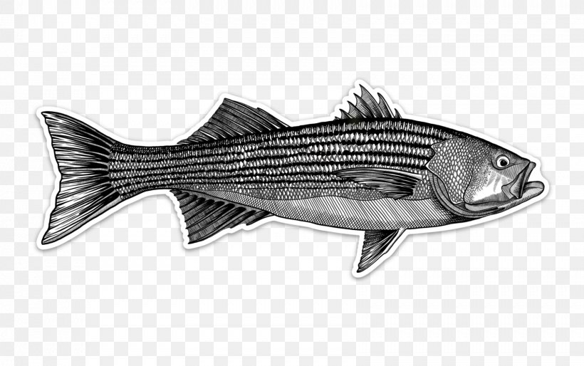 Striped Bass Fly Fishing Decal, PNG, 1681x1055px, Striped Bass, Barramundi, Bass, Black Sea Bass, Cod Download Free