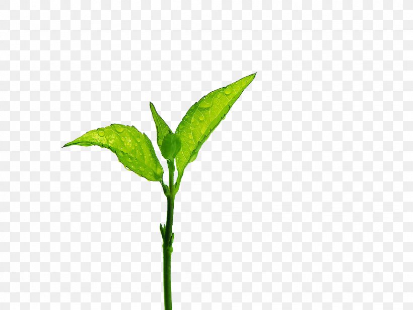 Tea Leaf Grading Branch, PNG, 1024x768px, Leaf, Branch, Germination, Google Images, Grass Download Free