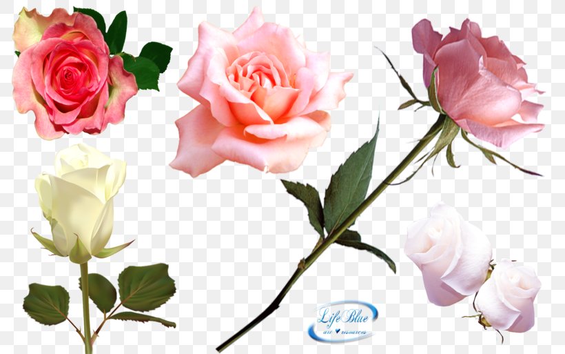 Garden Roses Cabbage Rose Floribunda Cut Flowers, PNG, 800x513px, Garden Roses, Cabbage Rose, Cut Flowers, Flora, Floral Design Download Free