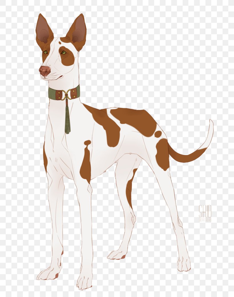 Italian Greyhound Whippet Spanish Greyhound Ibizan Hound, PNG, 768x1040px, Italian Greyhound, Animal Sports, Breed, Carnivoran, Dog Download Free