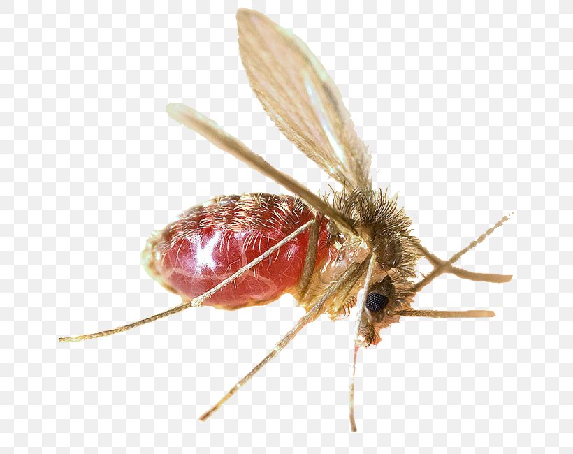 Mosquito Lutzomyia Sandfly Leishmaniasis Carrion's Disease, PNG, 650x650px, Mosquito, Animal Bite, Ant, Arthropod, Cutaneous Leishmaniasis Download Free