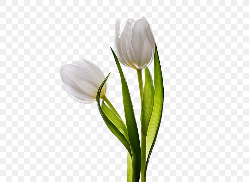 Tulip Flower, PNG, 481x600px, Tulip, Bud, Cut Flowers, Flower, Flowering Plant Download Free