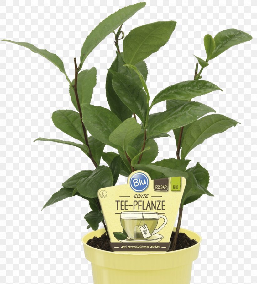Green Tea Tea Plant Sencha Embryophyta, PNG, 870x960px, Green Tea, Black Tea, Caper, Darjeeling Tea, Embryophyta Download Free