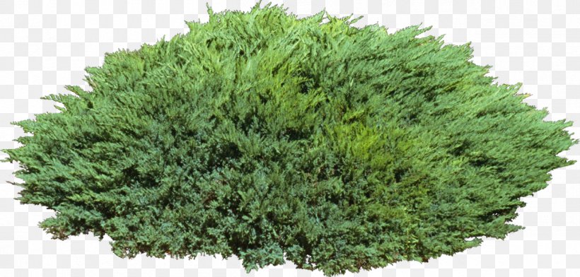 Shrub Camphor Tree Evergreen Cypress, PNG, 1252x600px, Shrub, Camphor Tree, Cypress, Cypress Family, Evergreen Download Free