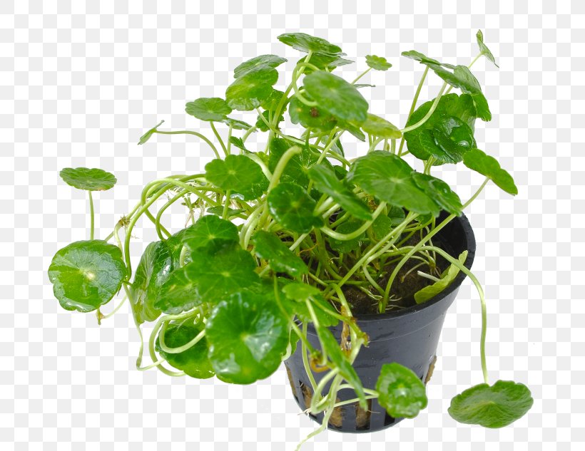 Spring Greens Spinach Herb Flowerpot Leaf Vegetable, PNG, 700x633px, Spring Greens, Flowerpot, Herb, Leaf Vegetable, Plant Download Free