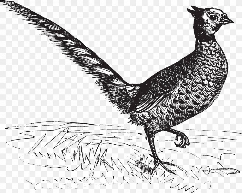 Drawing Pheasant Royalty-free Illustration, PNG, 1000x798px, Drawing, Art, Asiatic Peafowl, Beak, Bird Download Free