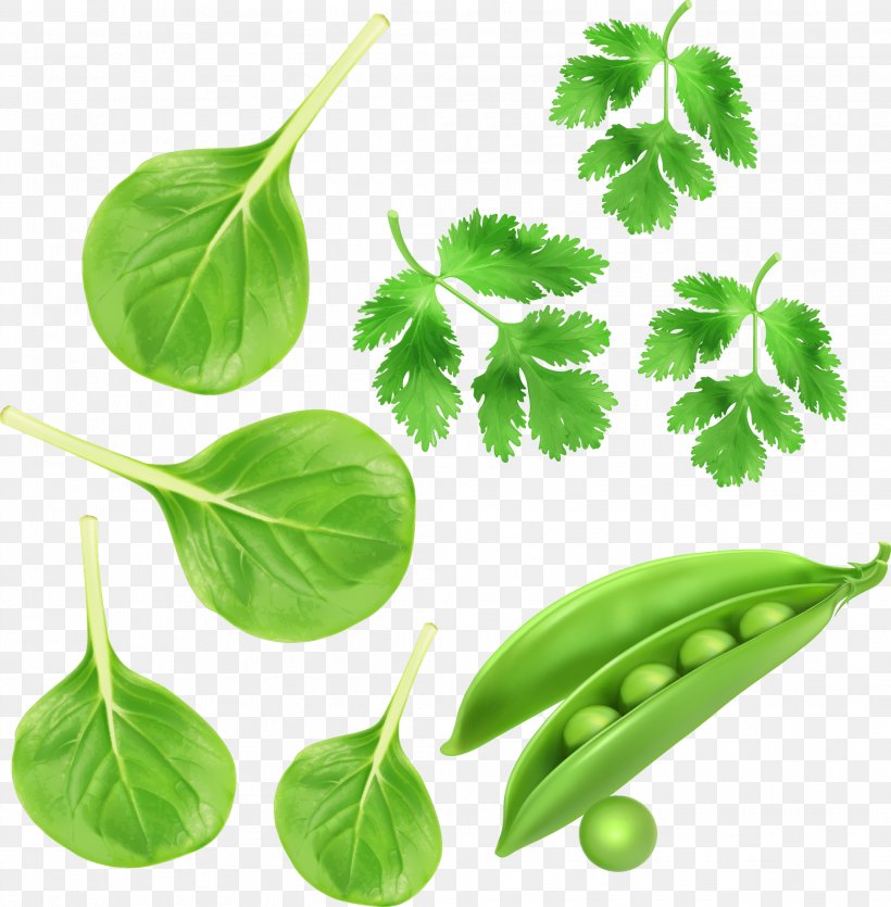 Spinach Green, PNG, 2087x2127px, Spinach, Branch, Coriander, Food, Green Download Free