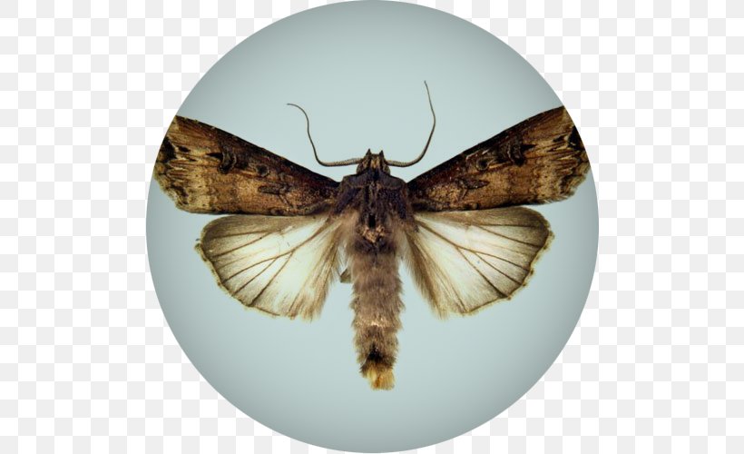 Butterfly Insect Moth Dark Sword-grass Cutworm, PNG, 500x500px, Butterfly, Arthropod, Bombycidae, Brush Footed Butterfly, Butterflies And Moths Download Free