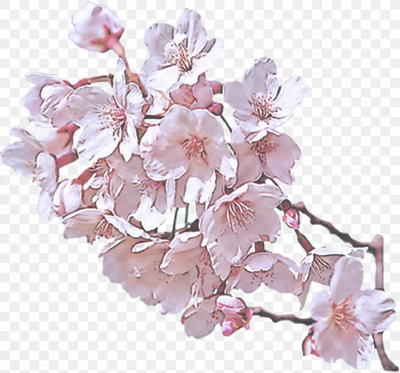 Cherry Blossom, PNG, 1348x1260px, Flower, Blossom, Branch, Cherry Blossom, Petal Download Free